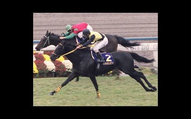 菊花賞のサイン馬券は眞子さまのご結婚、さらにポスターとマンハッタンカフェにヒントあり!?