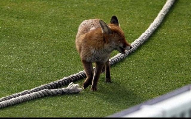 エストニアのピッチに可愛い侵入者…キツネが3度試合を止める