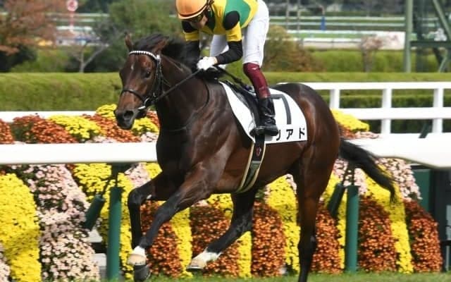 【阪神5R新馬戦結果】超高額馬リアドが人気に応えて3馬身差V