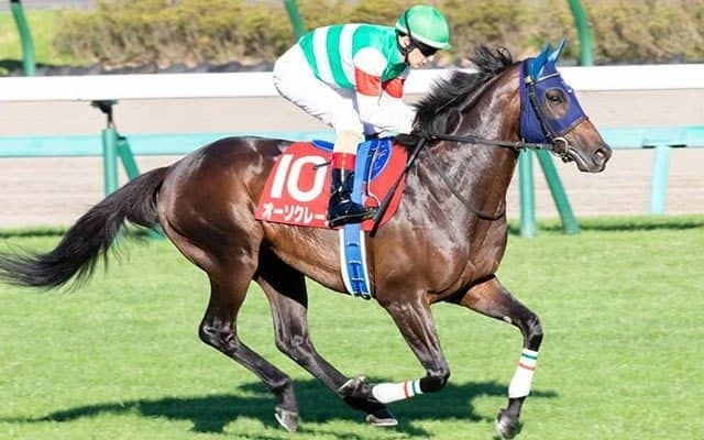 【菊花賞・馬体重】ステラヴェローチェは494kg(-12)、オーソクレースは474kg(-2)