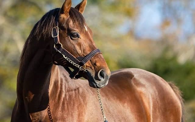 種牡馬スピルバーグが東北牧場へ移動「青森に行っても頑張ってほしい」