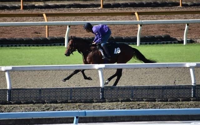 母系にGI4勝のクロノジェネシス、アドマイヤジェイがデビュー/関西馬メイクデビュー情報