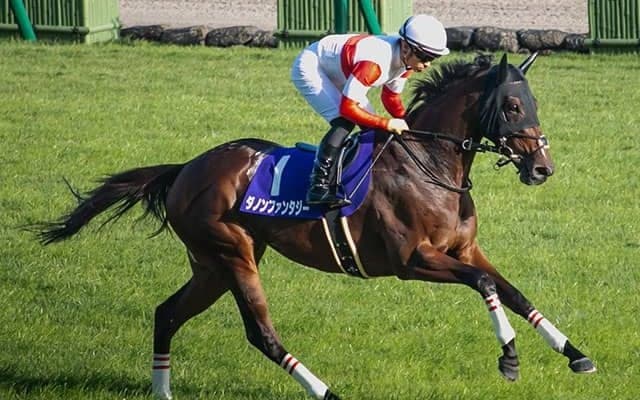 【スワンS想定騎手】ダノンファンタジーは川田将雅騎手、ステルヴィオは和田竜二騎手