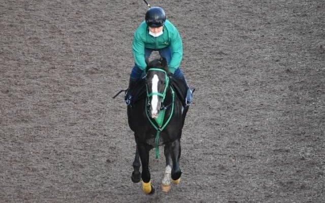 ソクラテスなど、先週の入厩情報/栗東トレセンニュース