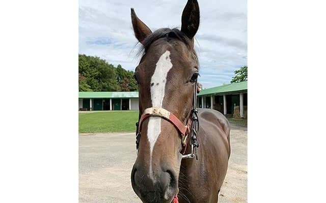 ジャンポケ斉藤がジャングルポケット産駒を購入「この先も名を残していきたい」 