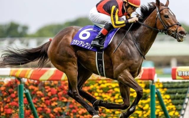 【香港カップ】日本馬19頭が登録　グランアレグリアはマイル、ラヴズオンリーユーはヴァーズと兼登録