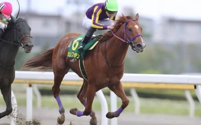 JBCクラシックで地方馬初制覇を狙うカジノフォンテンが第1位！ 第4回地方競馬ファン投票結果発表