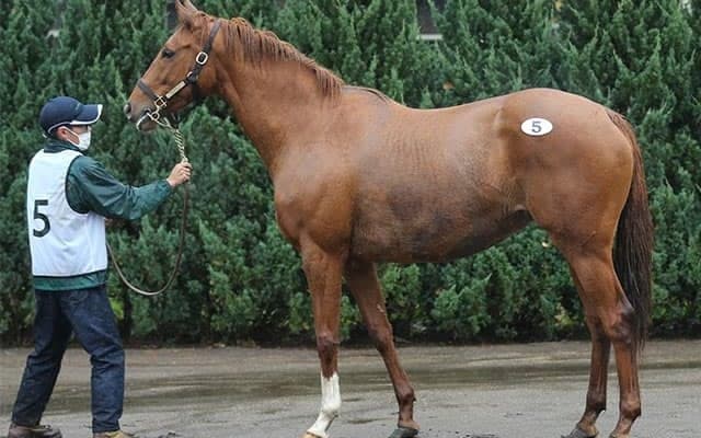 「生産地は今、ちょっとした“バブル状態”」二日続けて開催された繁殖馬セールの結果