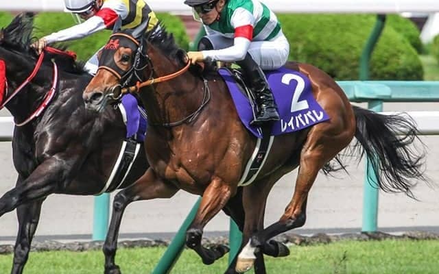 【エリザベス女王杯】レイパパレが2週前追い切り　高野師「コンディションいい」