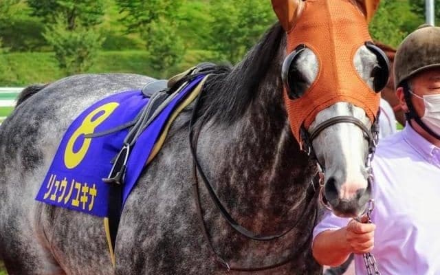 【金沢・JBCスプリント枠順確定】リュウノユキナは1枠1番、サブノジュニアは3枠3番