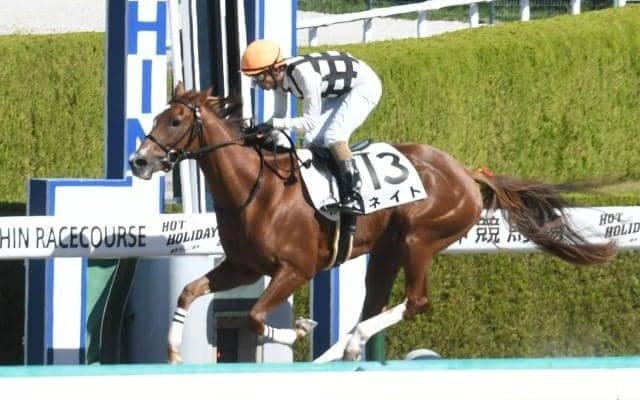 【阪神3R新馬戦結果】コパノリッキー産駒ネイトが2番手から押し切る
