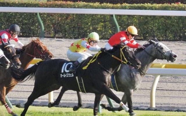 【紅葉S】アオイクレアトールが最内を強襲