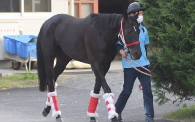 【天皇賞・秋】コントレイル矢作師「ダービーのようなレースをしてくれたら」/ねぇさんのトレセン密着