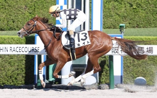 【新馬/阪神3R】コパノリッキー産駒 ネイトがデビューV