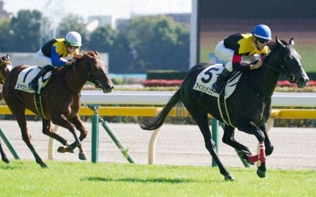 【新馬/東京4R】リオンディーズ産駒 アインシュペンナーがデビューV