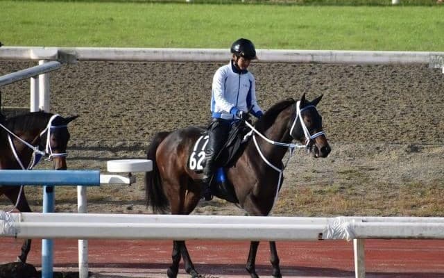 スマートクオークなど、先週のゲート試験/栗東トレセンニュース