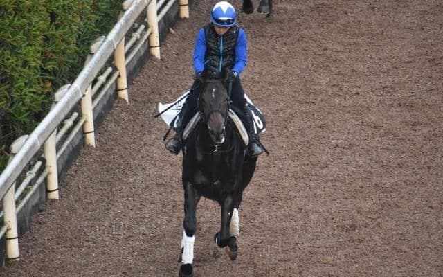 アドマイヤセプターの2019など、先週の入厩情報/栗東トレセンニュース