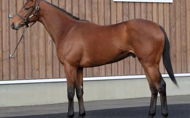 【JRA新馬戦】デニムアンドルビーの全弟ダノンギャラクシーなどがデビュー