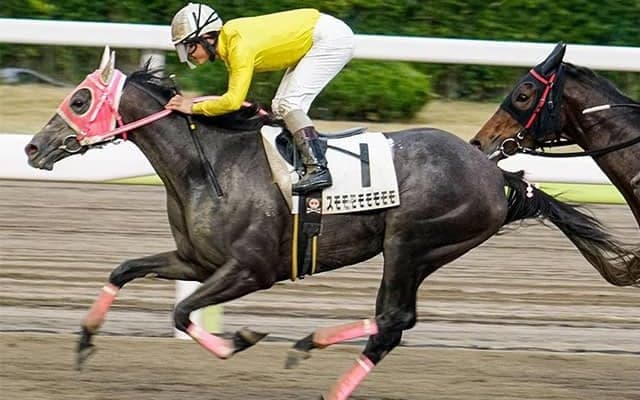 ユニークなアイドルとタフな牝馬/島田明宏