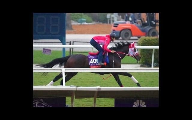 北米最大の競馬の祭典、ブリーダーズカップ。馬券が買える３レースで期待の日本馬と海外馬は？