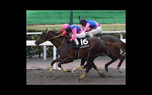 みやこＳは人気馬に不安データあり。穴党記者推奨の伏兵２頭が好配当を運んでくる