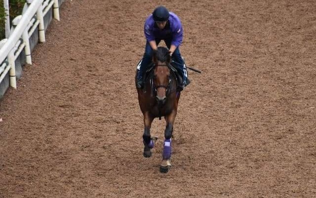 2億4200万円のディープ産駒 アーティットがC.ルメール騎手でデビュー/関西馬メイクデビュー情報