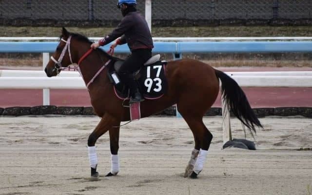 ソーラスなど、先週のゲート試験/栗東トレセンニュース