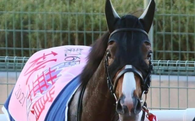 【エリザベス女王杯予想オッズ】アカイトリノムスメが予想1番人気、レイパパレが差なく続く