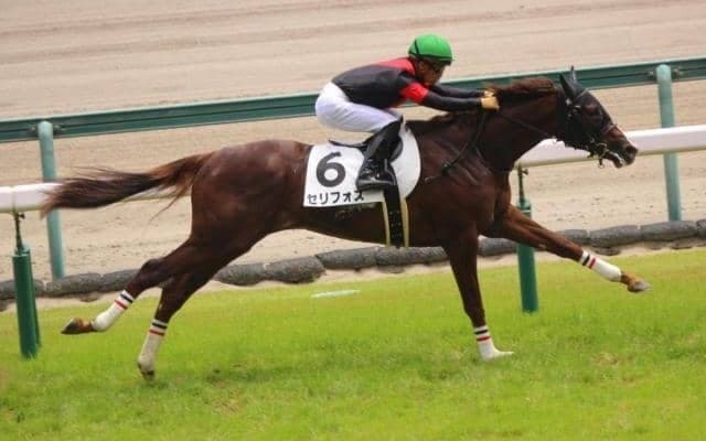 【デイリー杯2歳S予想オッズ】新潟2歳S覇者セリフォスが予想1番人気