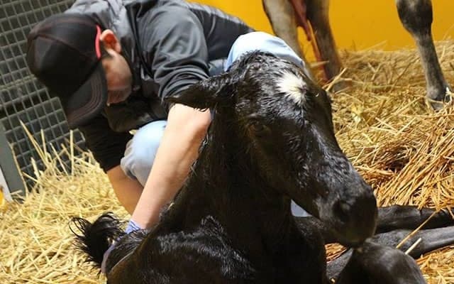 相反する“馬への愛情と経済性”　いのちと向き合う生産牧場の実情とは？