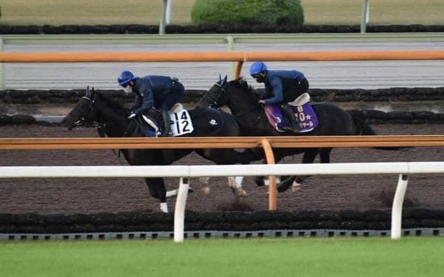 シャフリヤール、ジャパンC2週前追い切り速報/栗東トレセンニュース