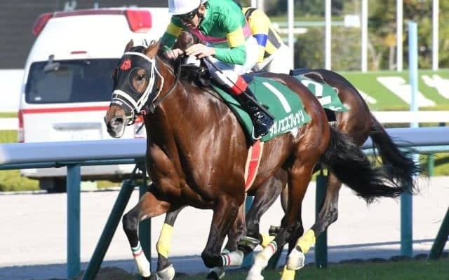 【京都ジャンプS枠順確定】タガノエスプレッソは5枠6番、ホッコーメヴィウスは7枠10番