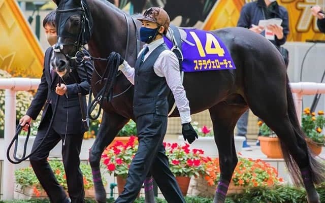 【次走】菊花賞4着のステラヴェローチェは有馬記念を視野