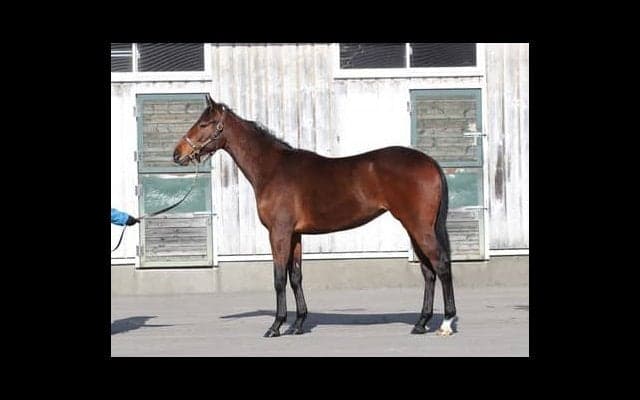 兄妹、同日勝利となるか。グレナディアガーズの妹・アストロフィライトは期待大の血統馬