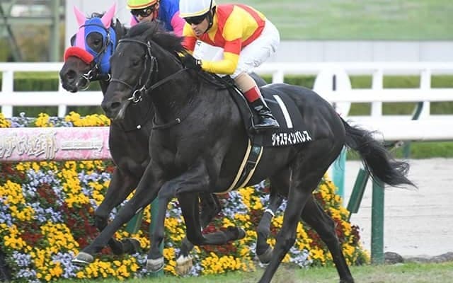 【黄菊賞結果】高額ディープ産駒ジャスティンパレスが人気に応えてデビュー2連勝