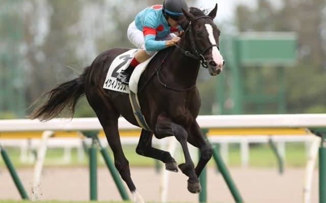 【東京スポーツ杯2歳S見どころ】2歳戦屈指の出世レースにイクイノックスら素質馬が集う