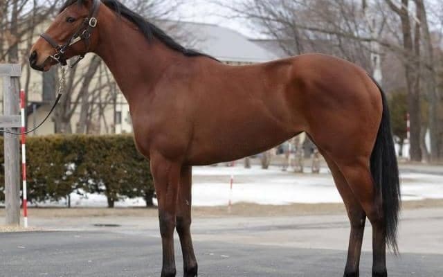 マイルGI2勝馬メジャーエンブレムの仔、ホーリーエンブレムがデビュー/関東馬メイクデビュー情報