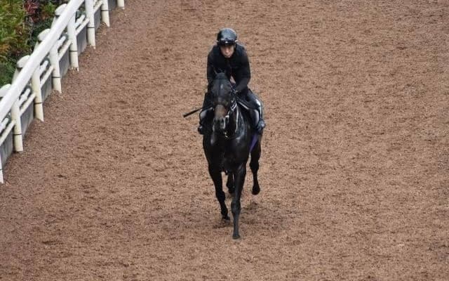 ピオネロ半弟セレシオンがデビュー/関西馬メイクデビュー情報