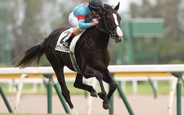 【東スポ杯2歳S想定騎手】イクイノックスはC.ルメール騎手、レッドベルアームは福永祐一騎手