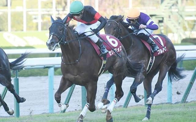 2歳戦に強い父ダイワメジャー　2歳重賞を勝てなかったのは「わずか2世代」