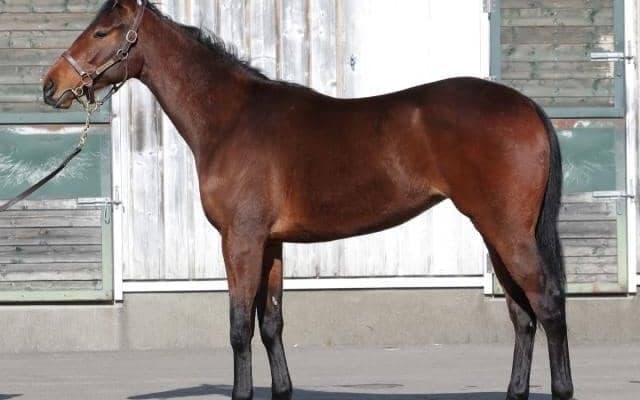 【JRA新馬戦】グレナディアガーズの半妹アストロフィライトなどがデビュー