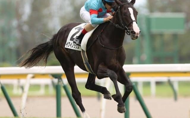 【東京スポーツ杯2歳S枠順確定】イクイノックスは1枠1番、レッドベルアームは5枠5番