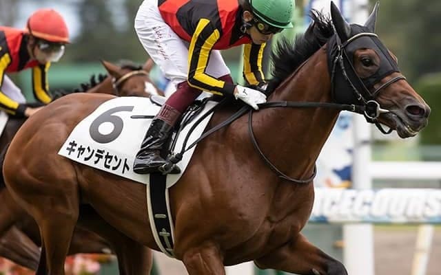 【京都2歳S想定】ディープインパクト産駒キャンデセント・トゥデイイズザデイなど11頭