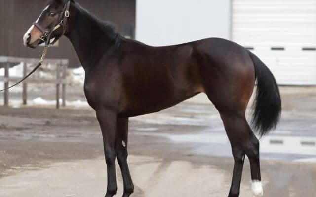 アドマイヤマーズ半妹ヴィアルネッサンスがC.ルメール騎手でデビュー/関東馬メイクデビュー情報