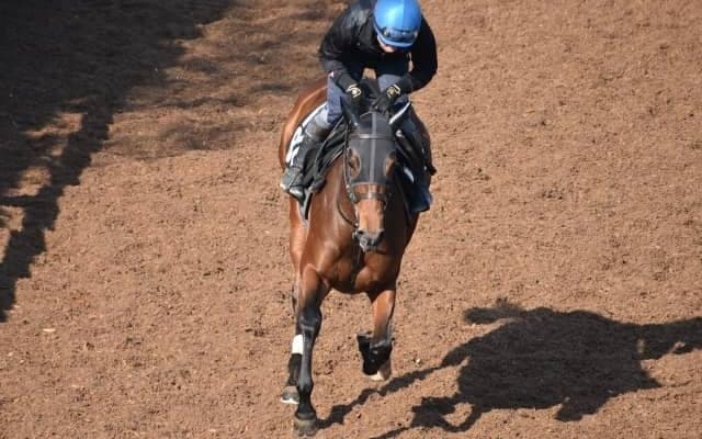 ヴェロックスの半弟セルケトがデビュー/関西馬メイクデビュー情報