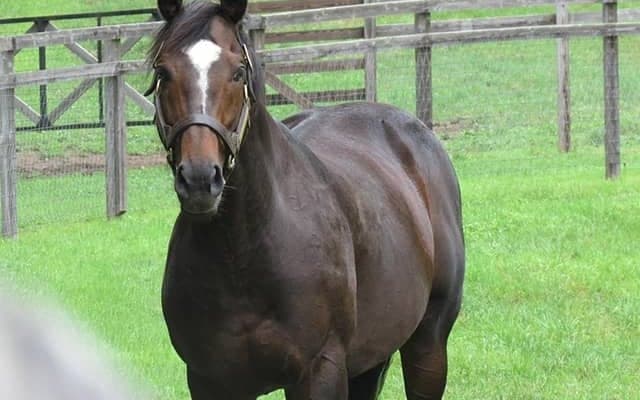 社台SSが2022年度のけい養馬発表、エピファネイアが種付料トップの1800万円