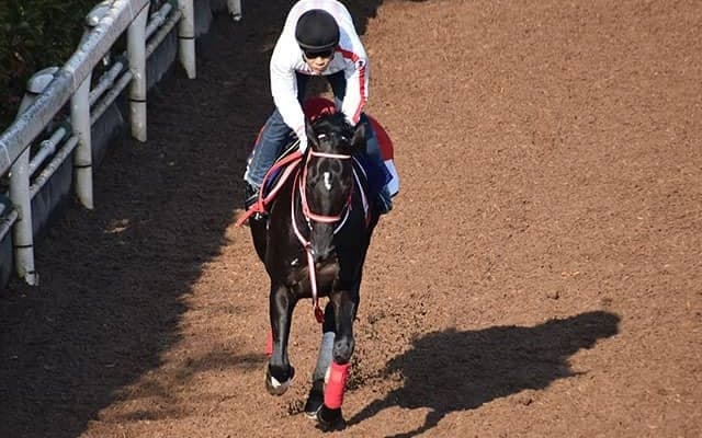 【ジャパンC枠順確定】ラストランのコントレイルは1枠2番！シャフリヤールは2枠4番