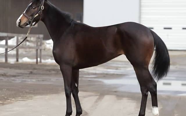 【JRA新馬戦】アドマイヤマーズの半妹ヴィアルネッサンスなどがデビュー