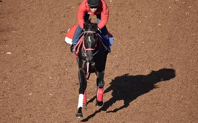 【ジャパンC 調教後馬体重】コントレイルは468kg、シャフリヤールは458kg