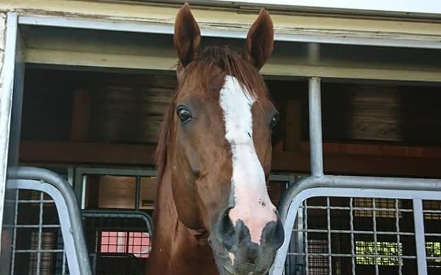 アロースタッドが2022年度のけい養馬発表　ダノンプレミアム、モズアスコット、カリフォルニアクロームなど